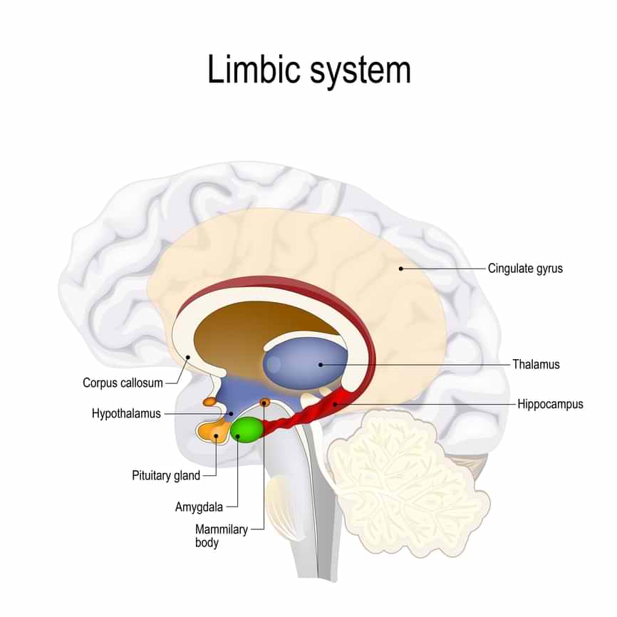 Figur som viser hvilke deler i hjernen som er det limbiske system.