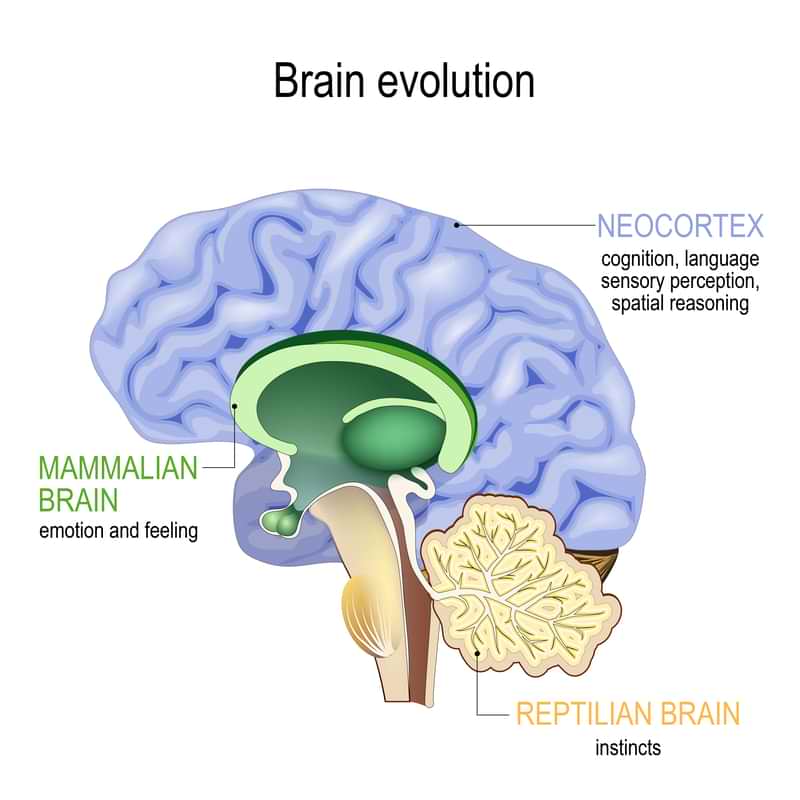 Illustrasjon som viser krypdyrhjernen, pattedyrhjernen og logikkhjernen.