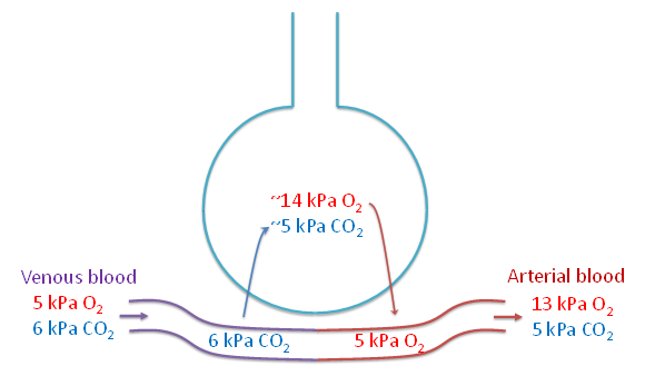 Illustrasjon som viser gassutvekslingen i lungenes alveoler.