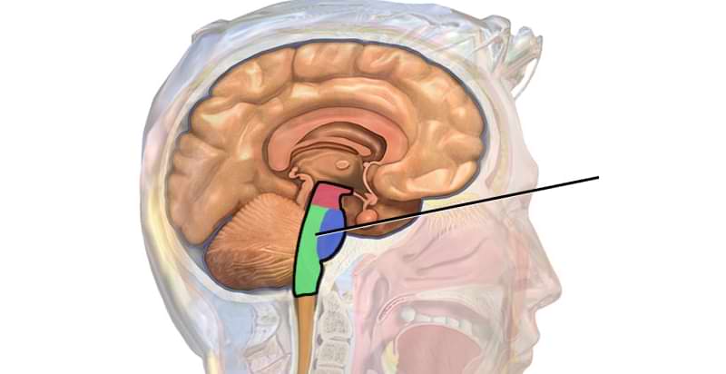 Tegning som viser hvor i hodet hjernestammen er.