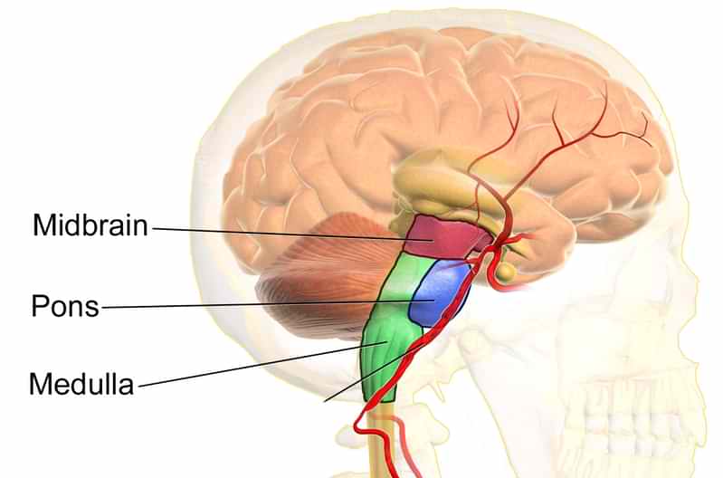 Tegning som viser hjernestammens 3 deler.