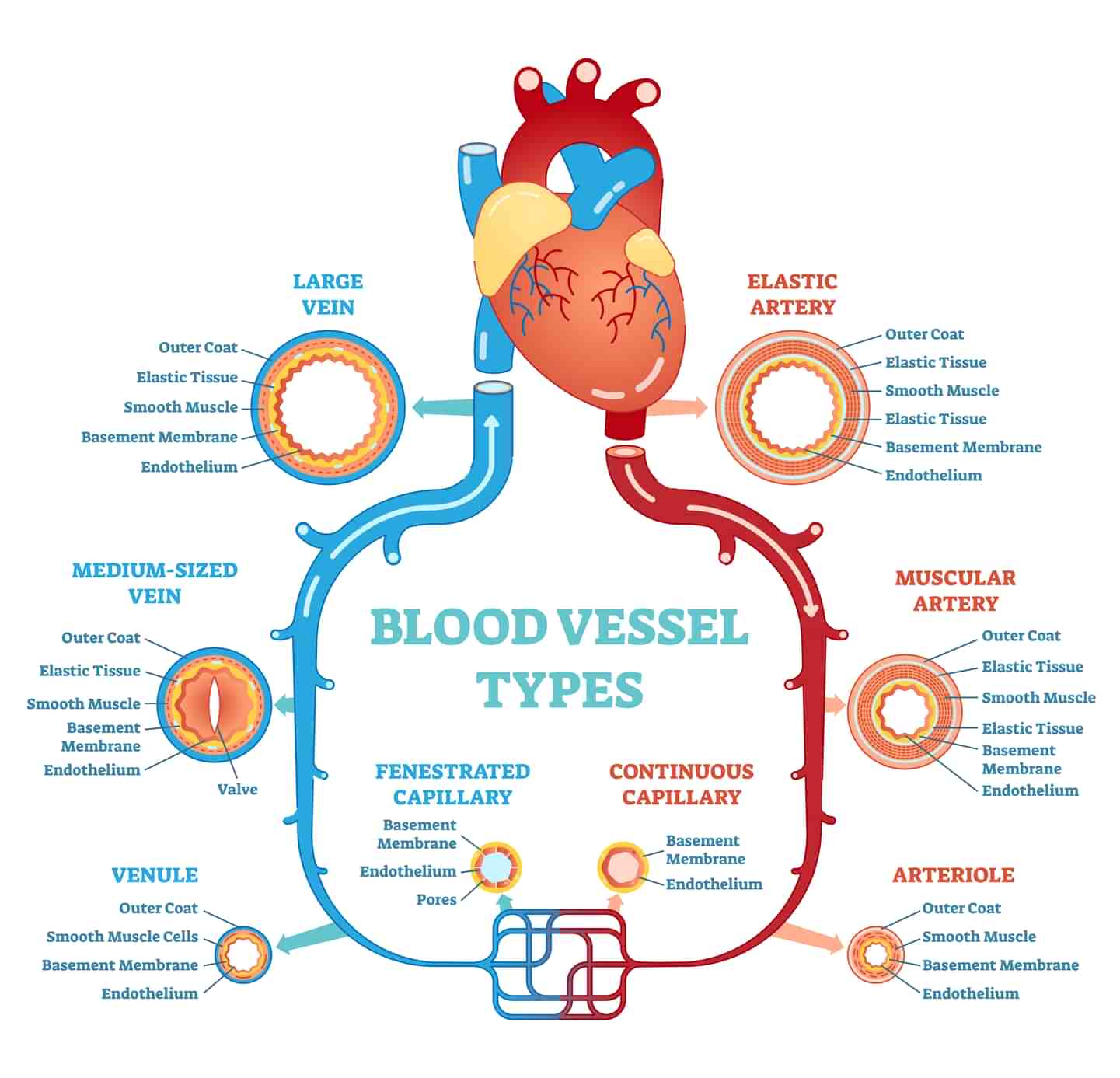 Illustrasjon av ulike typer blodårer.